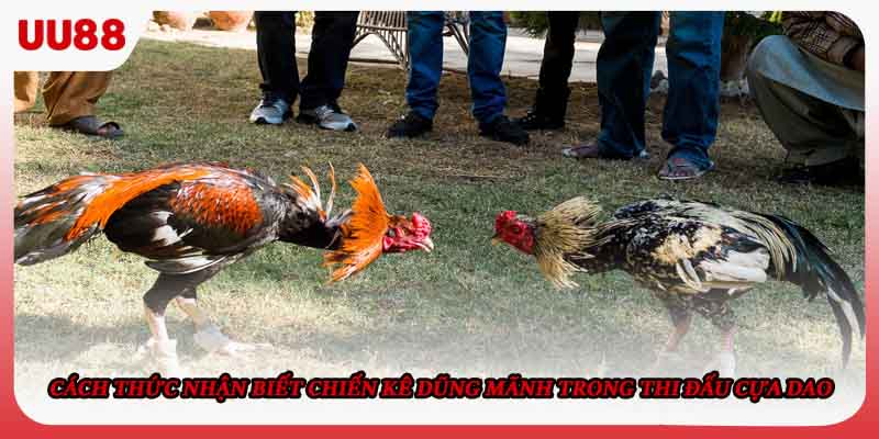 Cách thức nhận biết chiến kê dũng mãnh trong thi đấu cựa dao