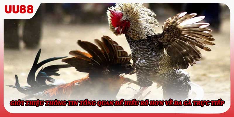Giới thiệu thông tin tổng quan để hiểu rõ hơn về đa gà trực tiếp