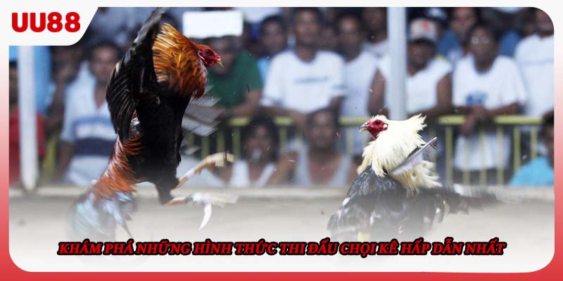 Khám phá những hình thức thi đấu chọi kê hấp dẫn nhất