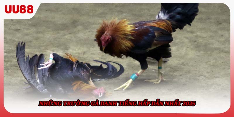 Những trường gà danh tiếng hấp dẫn nhất 2025